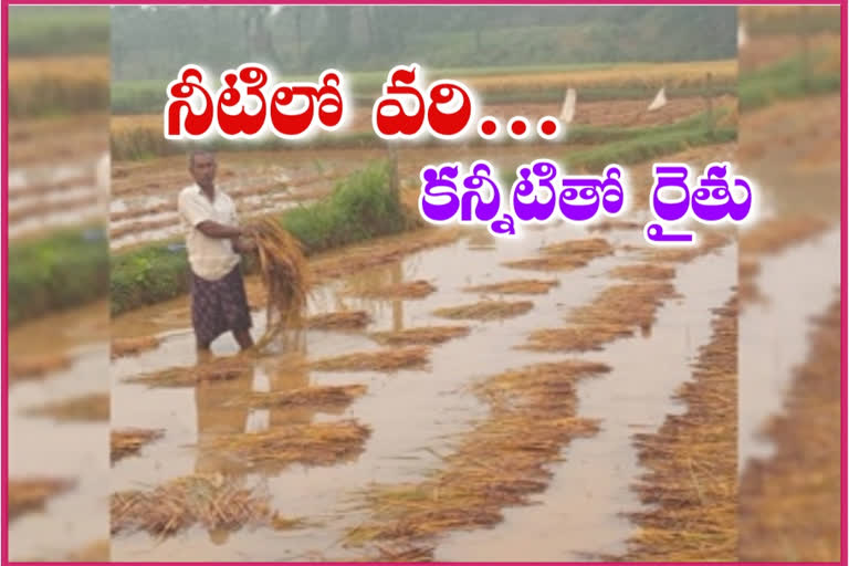 Crop damage due to rains in Visakhapatnam