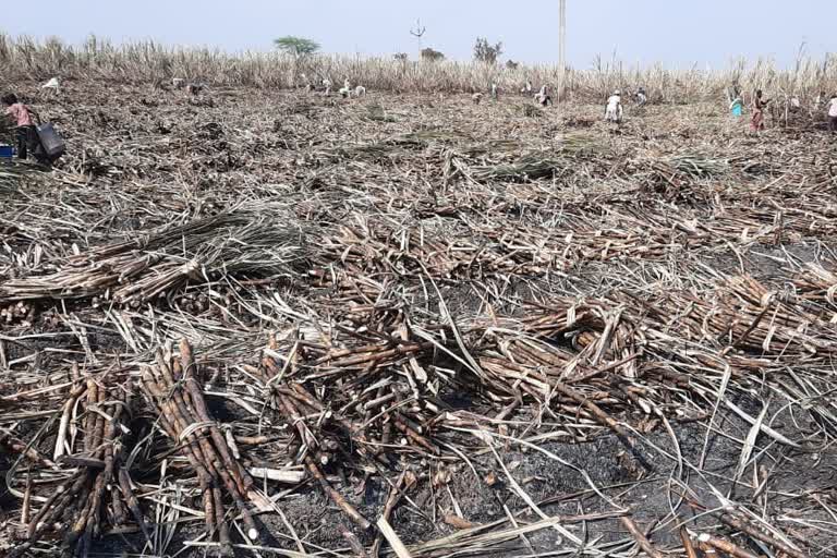 Farmer's sugarcane fire