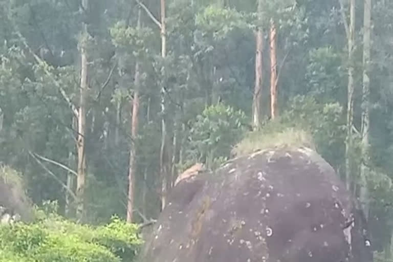 tiger in chinnakkanal  idukki chinnakkanal