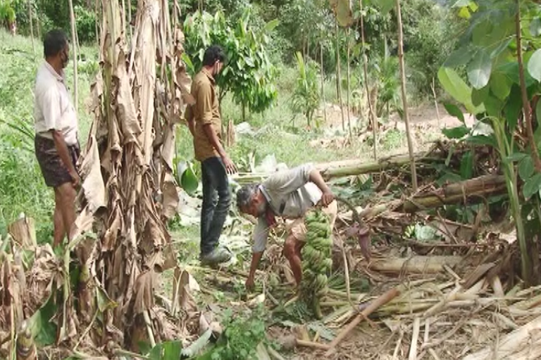 wild elephant attack  kanjiraveli  Farmers in distress  ദുരിതത്തിലായി കർഷകർ  കാട്ടാന ശല്യം  കാഞ്ഞിരവേലി