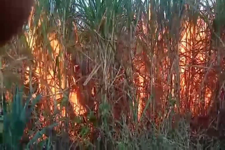 sugarcane-crop-caught-fire-due-to-short-circuit-of-transformer