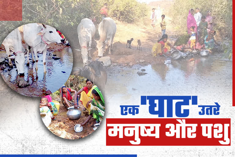 humans and animals drink water at one ghat in chatra