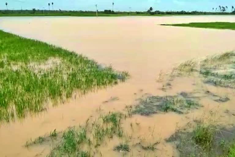 மூழ்கிய நெற்பயிர்கள்