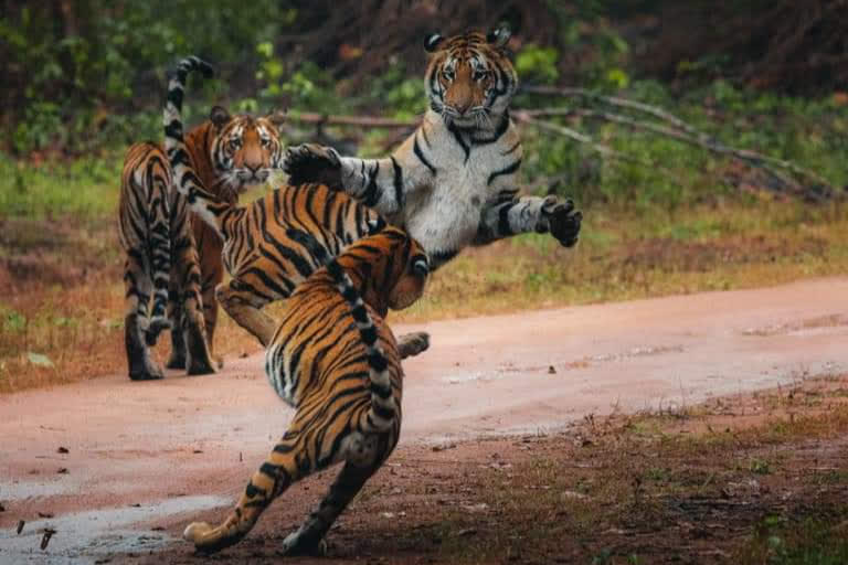 tigeress naina spotted with her three cubs in kanha national park