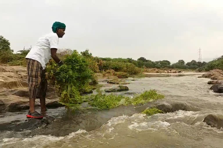 kothamalli