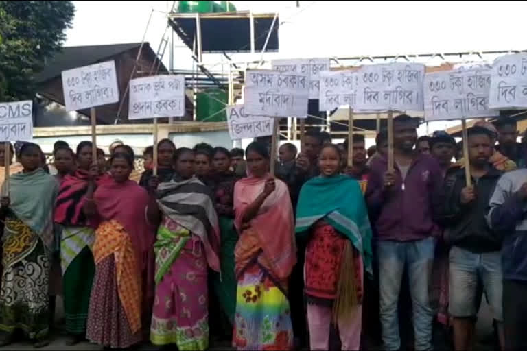 tea labure protest aginest at kokrajhar