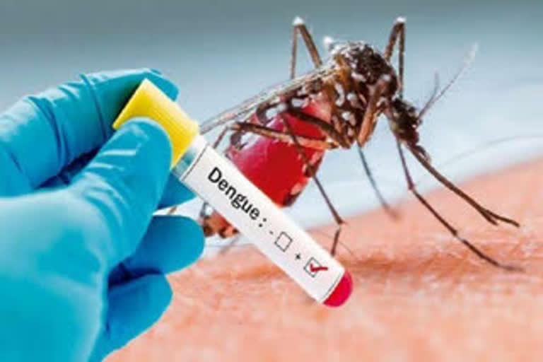 dengue patients in lucknow