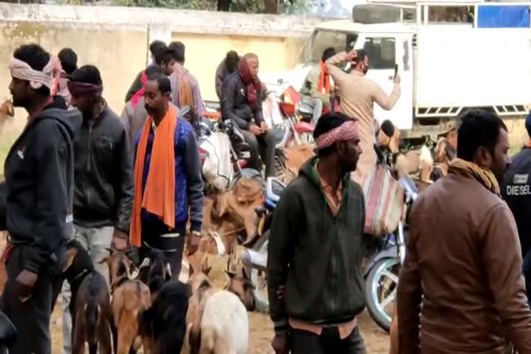 goat-market-increased-risk-of-corona-infection-due-to-negligence-in-pendra