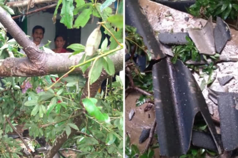 tree fall on house at koduru due to nivar cyclone