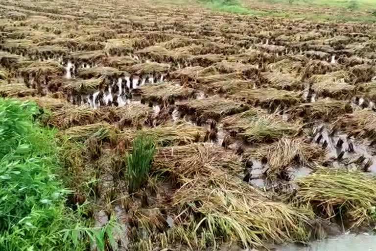 Crops destroyed by Nivar cyclone at eastgodavari district