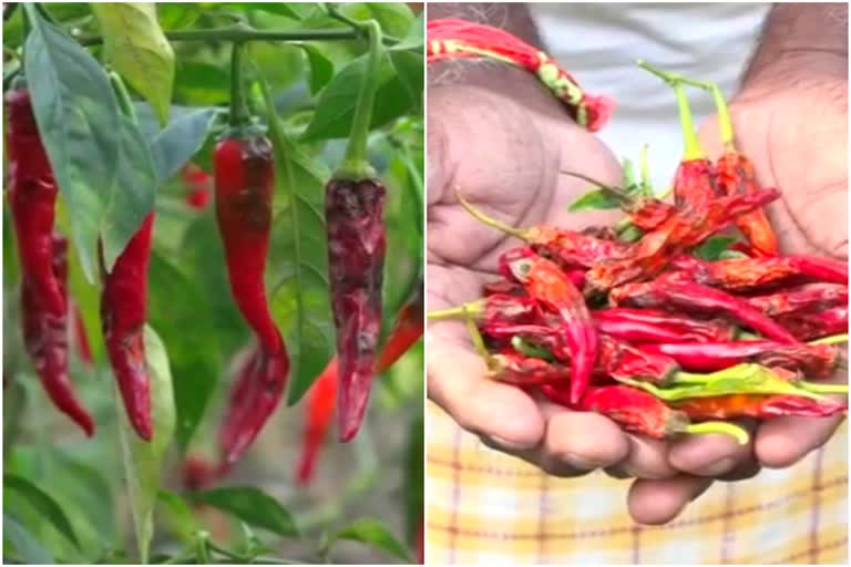 Farmers of Guntur facing problems in chilli harvesting