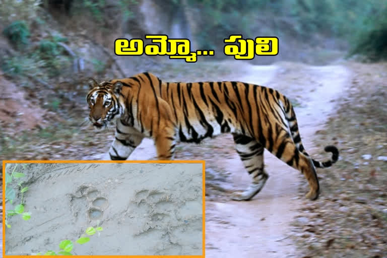 Wandering tiger in bhadradri kothagudem district