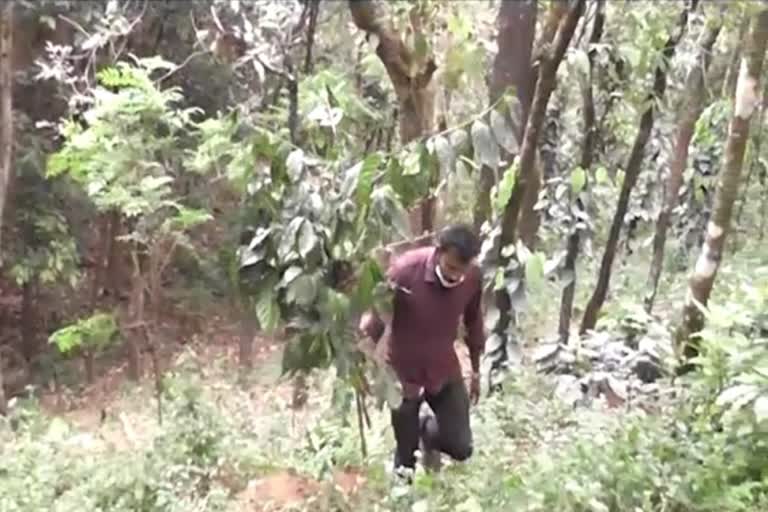 allegation as destroy of crop by staff of forest department