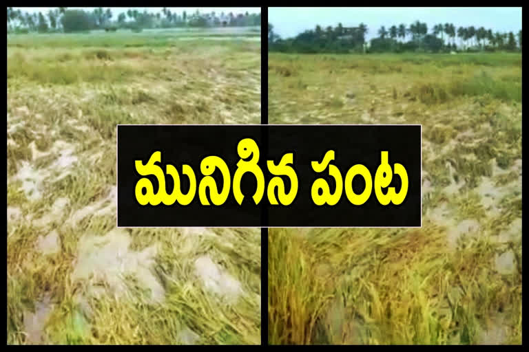 paddy damaged due to nivar cyclone at west godavari district