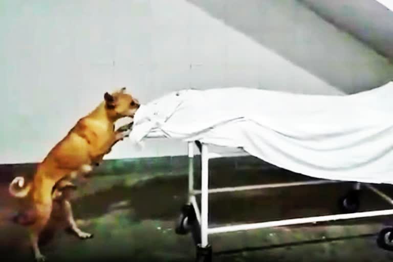 उप्र : बच्ची के शव को कुत्ते द्वारा नोंचने का वीडियो हुआ वायरल