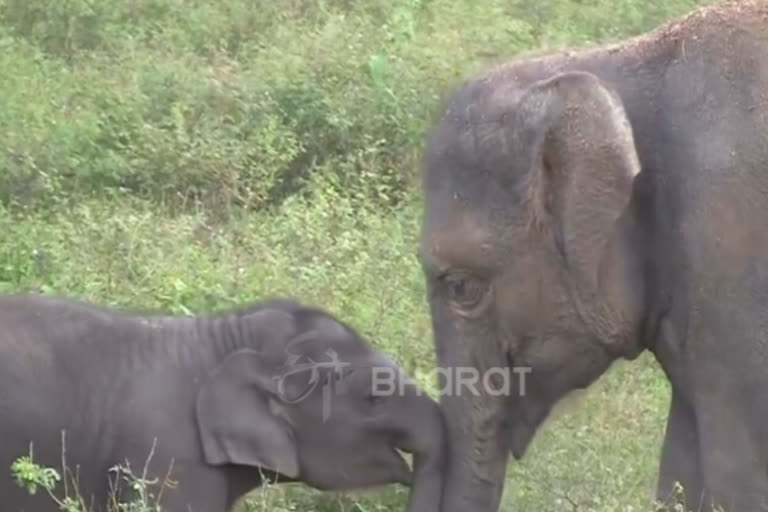 Assamese couple  planting tree and rice to feed wild elephants