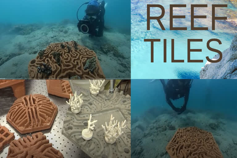 reef tile, corals