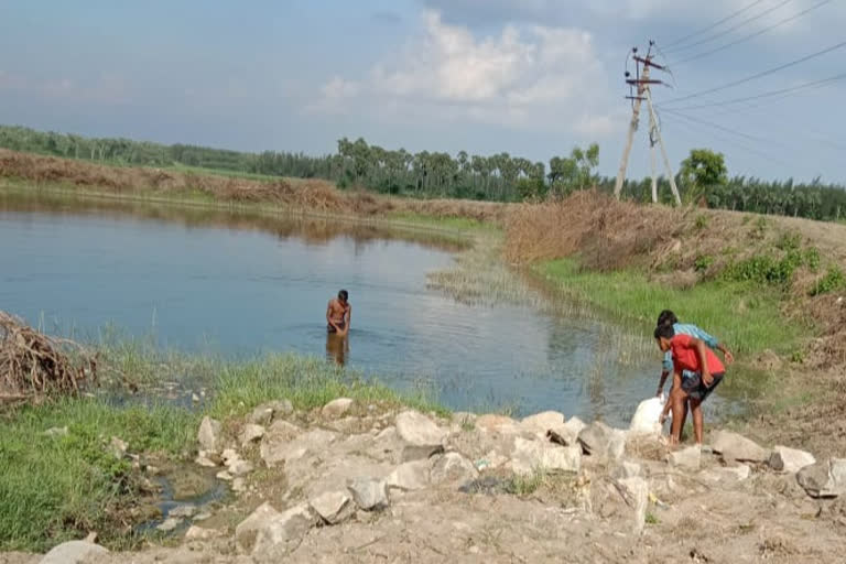 dairy farmers lake water probem