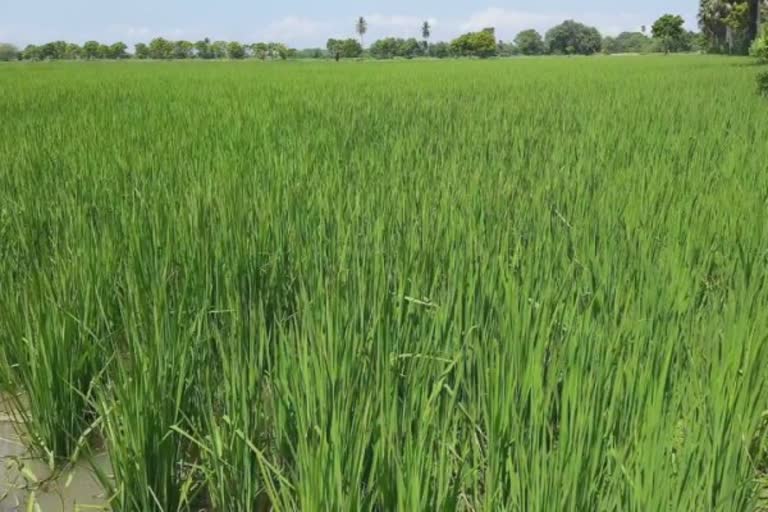 நிவர் புயல்  மாவட்ட ஆட்சியர் பிரவின் நாயர்  Collector orders action to be taken for formation of rainwater in arable lands  பூம்புகார் நிவர் புயல் பாதிப்பு  poompuhar nivarpuyal effect  Collector Praveen Nayar