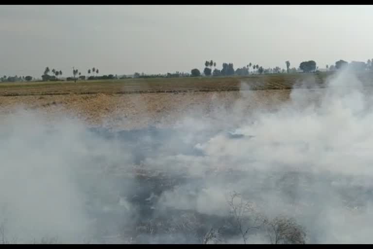 ಭತ್ತದ ಹುಲ್ಲಿಗೆ ಬೆಂಕಿಯಿಂದ ಪರಿಸರಕ್ಕೆ ಹಾನಿ