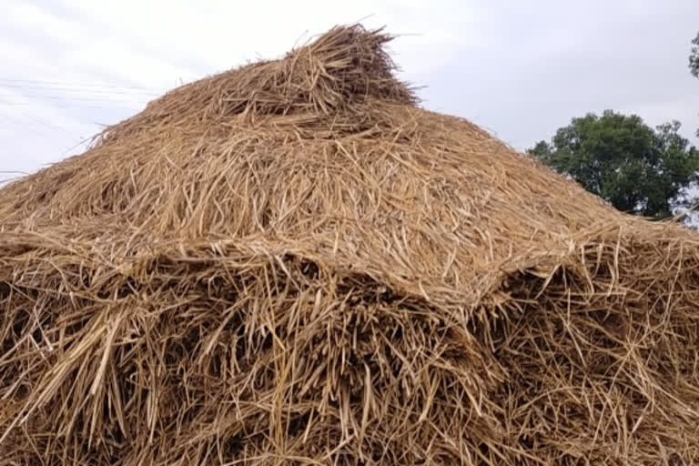 farming in gondiya