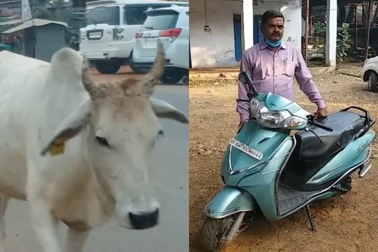 Cattle fight damaged vehicle