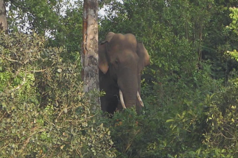 wild elephant attack  ആനയിറങ്കലിൽ കാട്ടാന ശല്യം  ഇടുക്കി  കൃഷിയിടങ്ങളില്‍ വ്യാപക നാശം  idukki  anayirangal