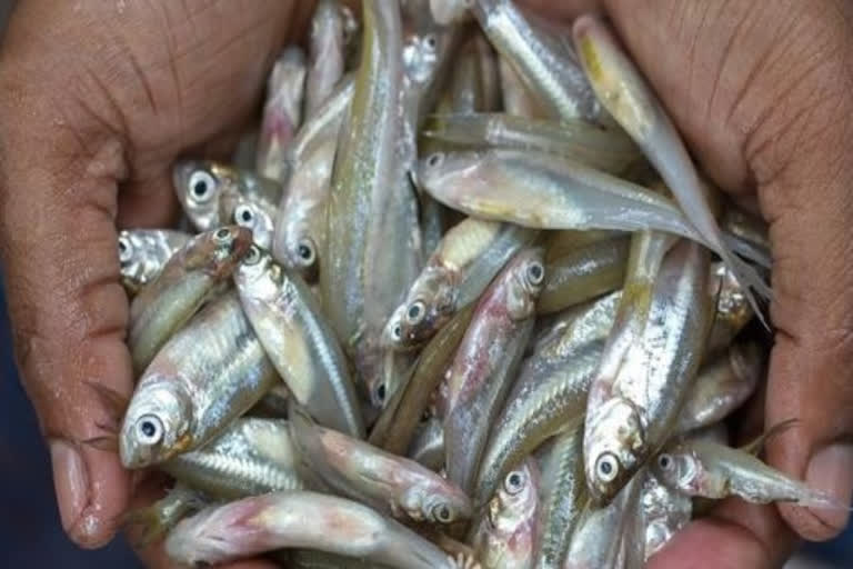 Actions against the licensee if fish and prawns are found to contain pathogens