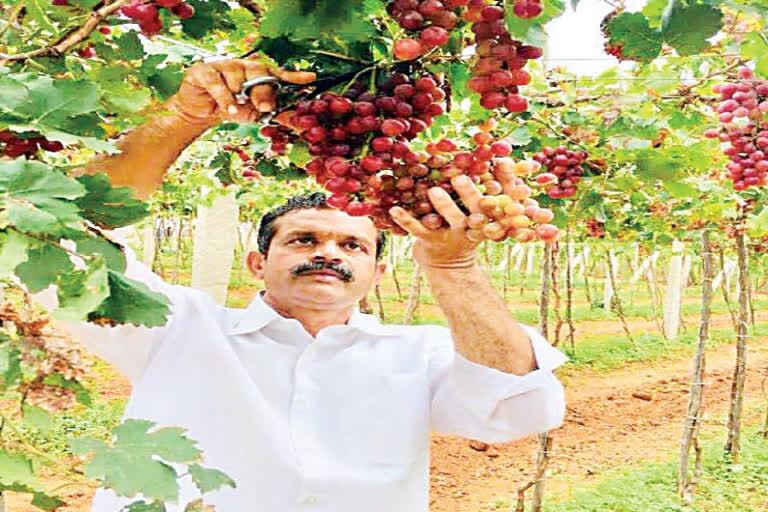 International Award for Telugu Farmer