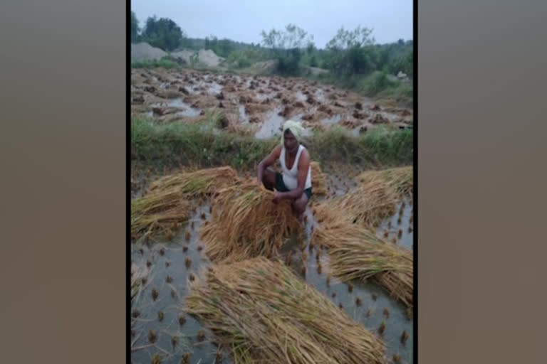 crop loss due to heavy rain