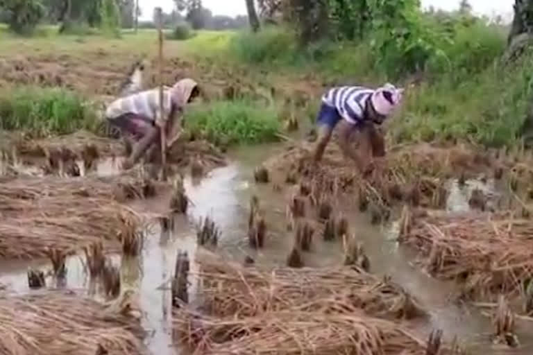 crop loss in east Godavari district