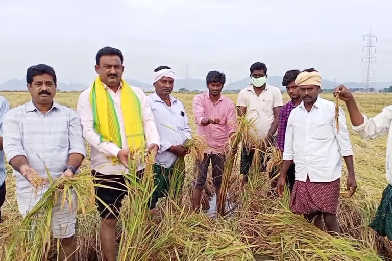 Tdp leaders inspect crops damaged by the Nivar effect in vijayawada