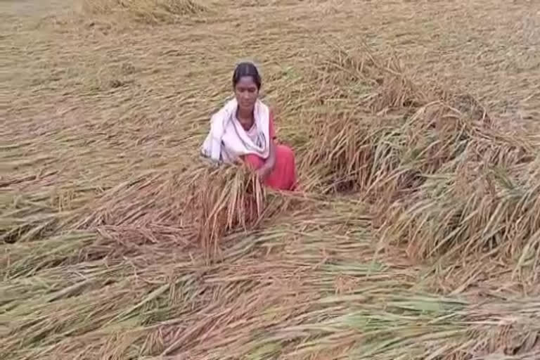 crops submerged with water at anantapur