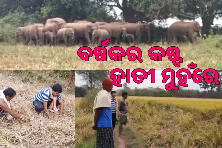 ଅନୁଗୋଳରେ ହାତୀ ଉପଦ୍ରବ, ବ୍ୟାପକ ଫସଲ ନଷ୍ଟ