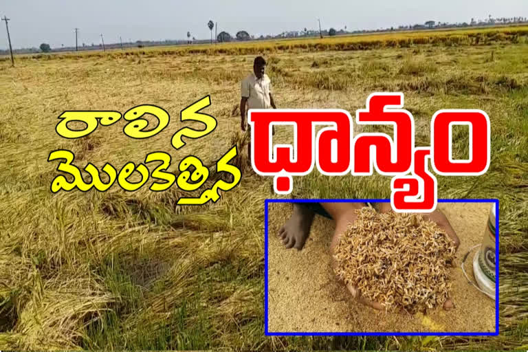 grain crop damaged in guntur