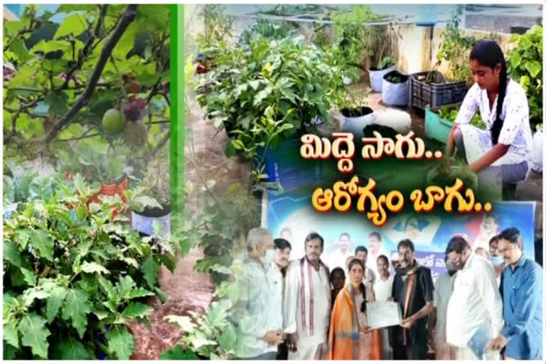 terrace gardening in guntur