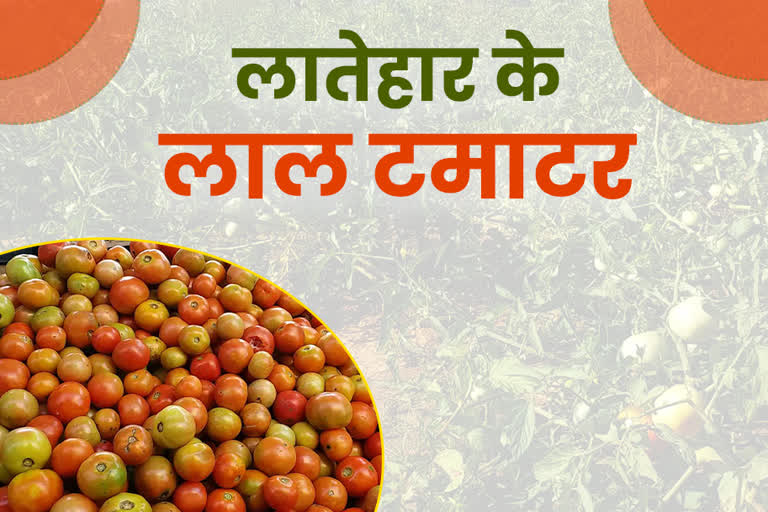 tomato-cultivation-gave-latehar-distinct-identity