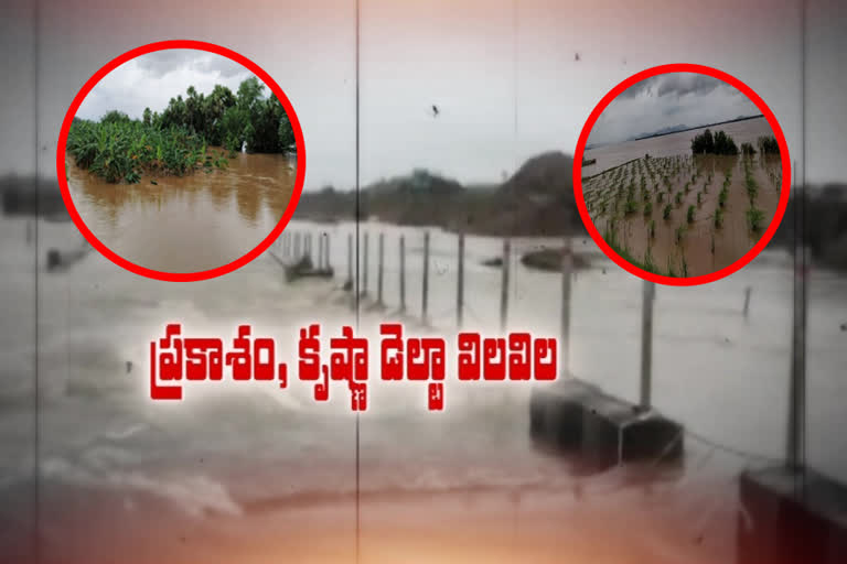 Heavy crop loss over Niver Storm Andhra