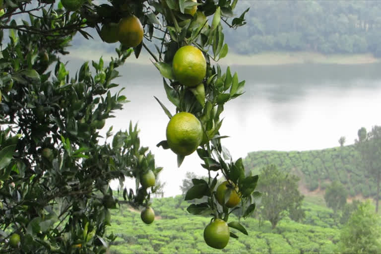 orange cultivation at idukki  ഹൈറേഞ്ചിൽ ഓറഞ്ചിന്‍റെ വിളവെടുപ്പുകാലം  ഇടുക്കി  ഇടുക്കി വാർത്തകൾ  ഗ്യാപ് റോഡ്