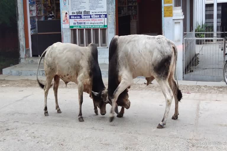 छुट्टा पशुओं के आतंक से लोग परेशान