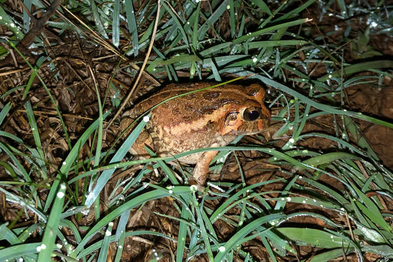 ಬೆಂಗಳೂರಿನ ಹೊರವಲಯದಲ್ಲಿ‌ ಹೊಸ ಬಗೆಯ ಕಪ್ಪೆ ಪತ್ತೆ