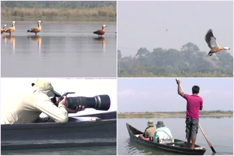 प्रवासी पक्षियों ने बदला नाविकों का जीवन