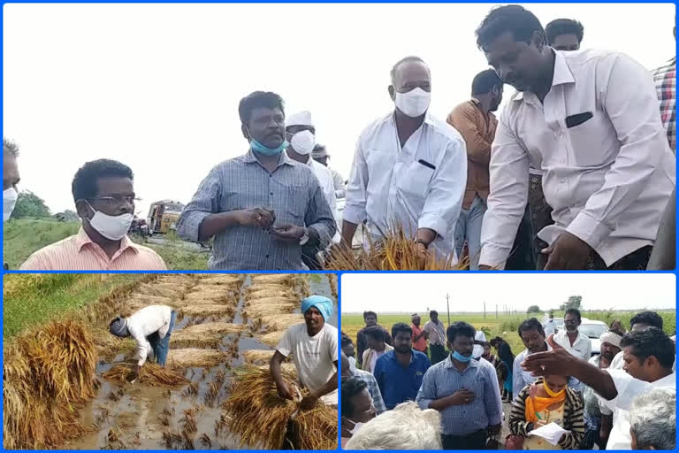 officers  inspect damaged paddy in Pratipadu