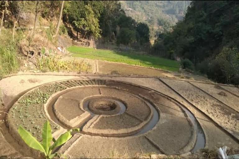 vegetable garden