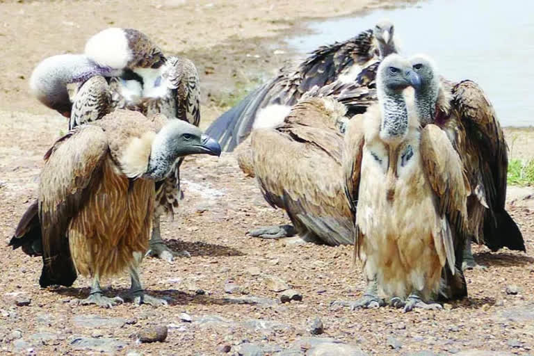 Vultures will be counted