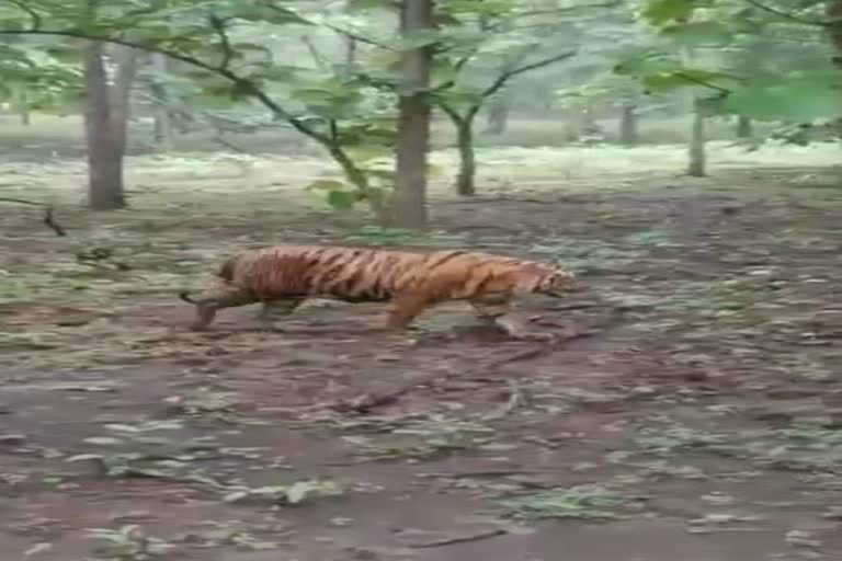 tiger