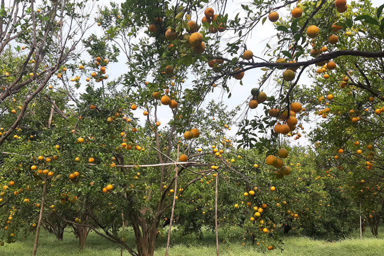 संत्रा