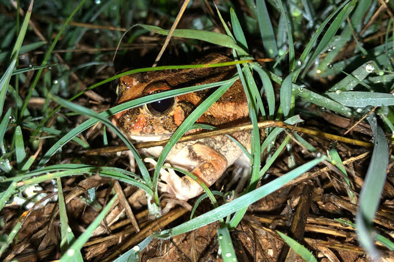 Unexpected Discovery: New species of frog discovered in Bengaluru