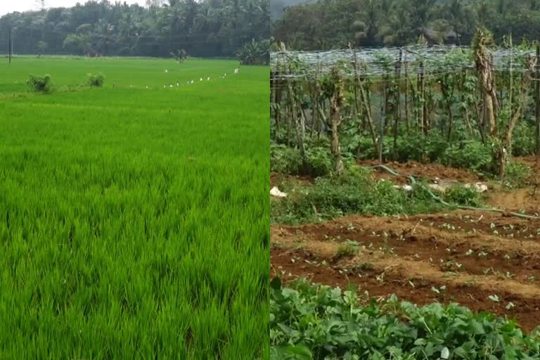 KLC10027-KODALUR PACHAKKARI KRISHI PKG  kodaloor vegetable cultivation  പട്ടാമ്പി കൊടലൂർ നെൽപാടത്ത് പച്ചക്കറി കൃഷിയിറക്കി കർഷകർ  പാലക്കാട്  നെൽകൃഷി  കുമ്പളം  30 ഏക്കറയോളം പാടം