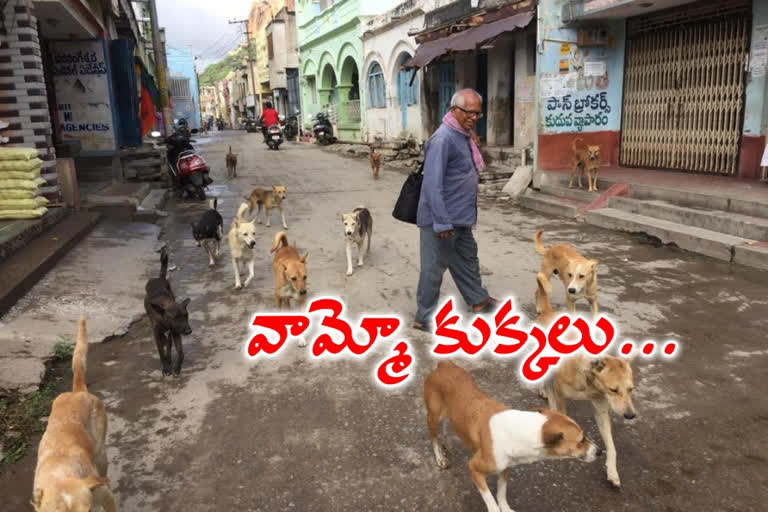 dogs roaming on the streets at madakasira